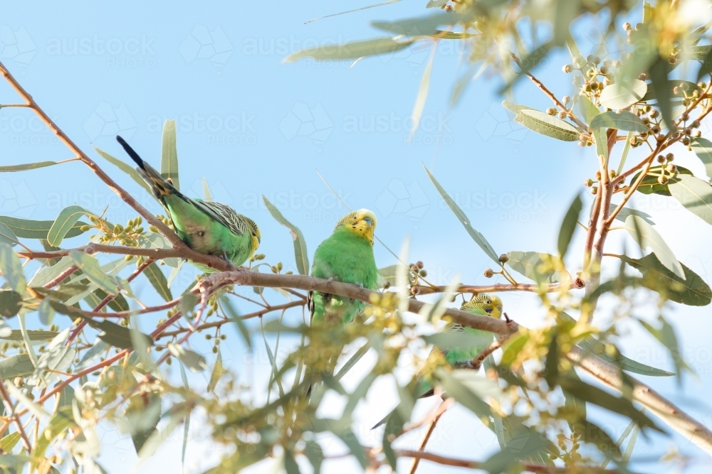 Budgerigars perched in tree against blue sky - Australian Stock Image