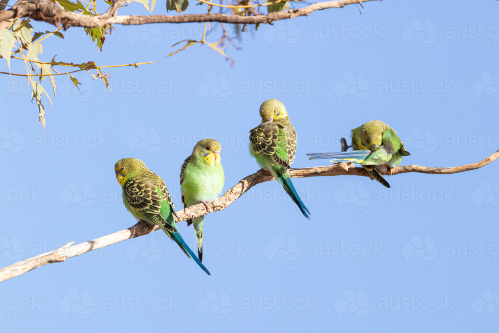 Budgies in a gum tree - preening, with blue sky behind. (Melopsittacus undulatus - Australian Stock Image