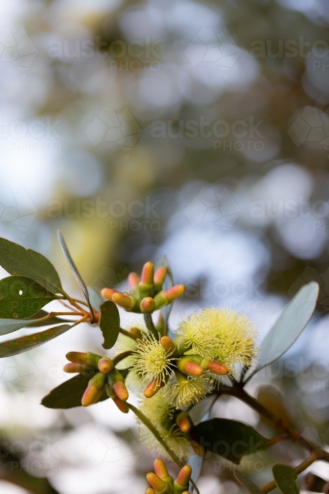 Buds and yellow flowers of eucalyptus tree - Australian Stock Image