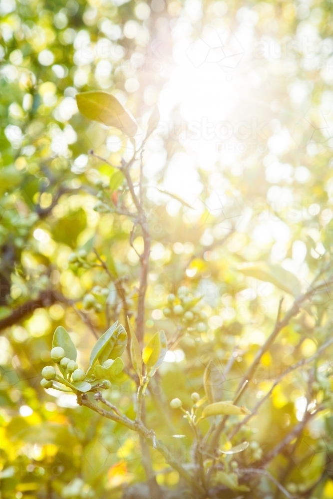 Buds on an orange bush with sunlight shining through leaves - Australian Stock Image
