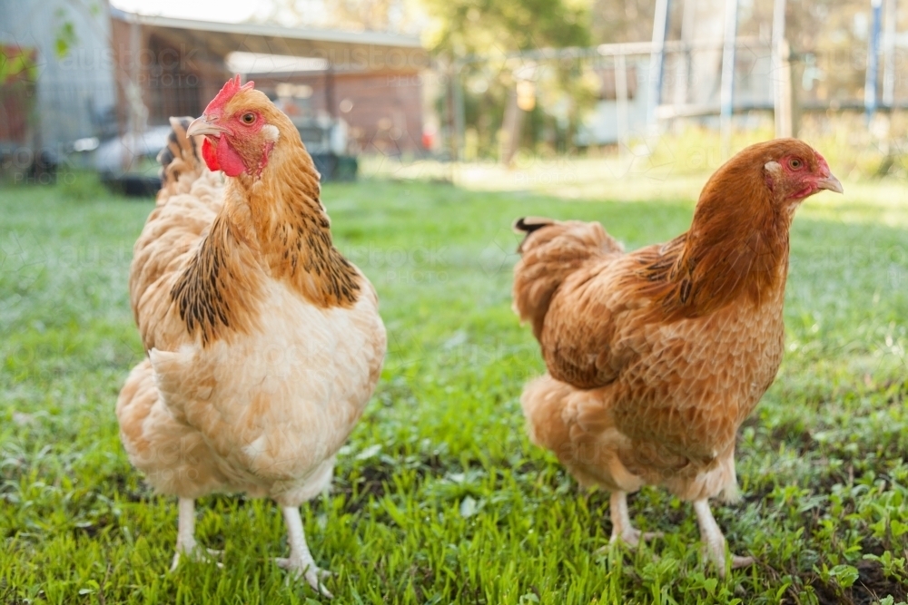 Buff Sussex hen and cross breed chook in yard with green grass - Australian Stock Image