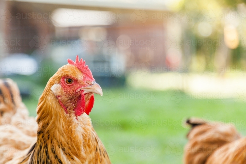 Buff Sussex hen in chook yard with green grass - Australian Stock Image