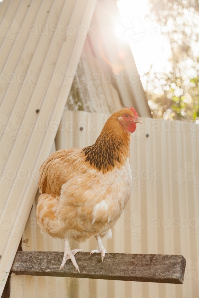 Buff Sussex hen on perch beside shed with sun flare - Australian Stock Image