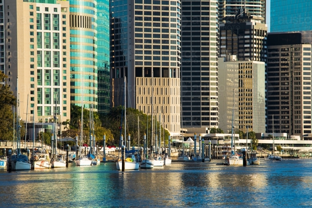 Buildings of Brisbane city along the Brisbane River adjacent to the City Botanic Gardens - Australian Stock Image