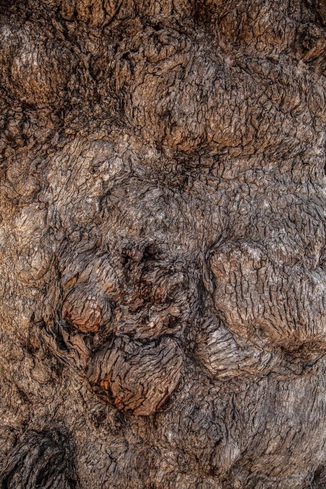 Bulging bark on the trunk of a box tree in the bush - Australian Stock Image