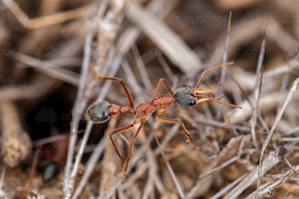 Bull ant standing guard outside ant nest - Australian Stock Image