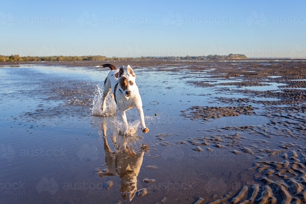 Bull arab dog runs on the beach at lowtide - Australian Stock Image