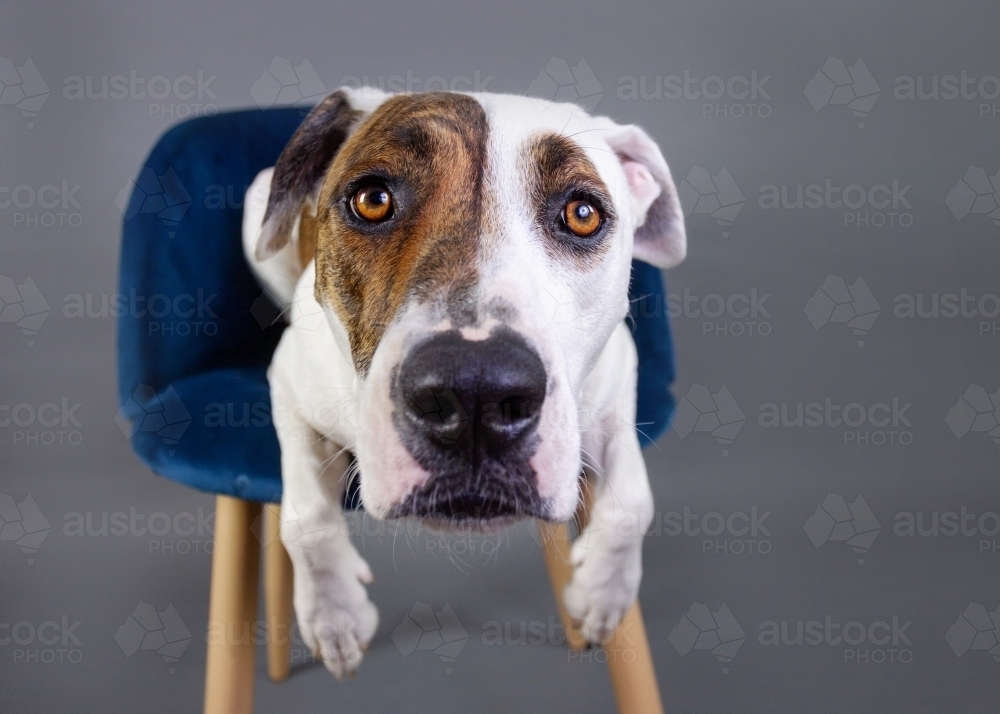 Bull arab in studio on chair - Australian Stock Image