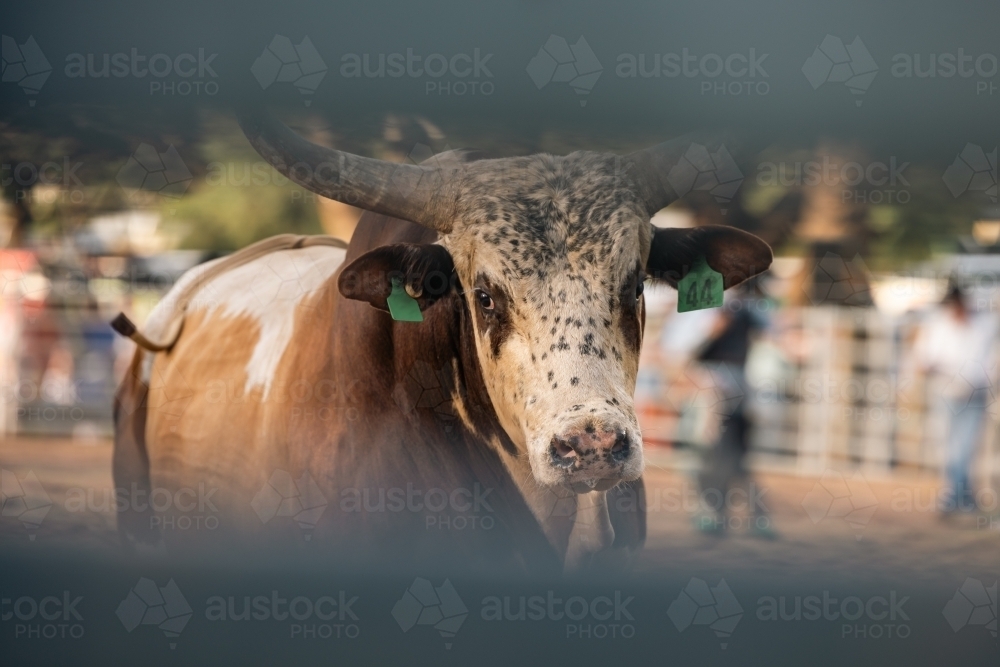 Bull Rodeo Fencing Image of Bull looking through barrier fence at rodeo - Austockphoto