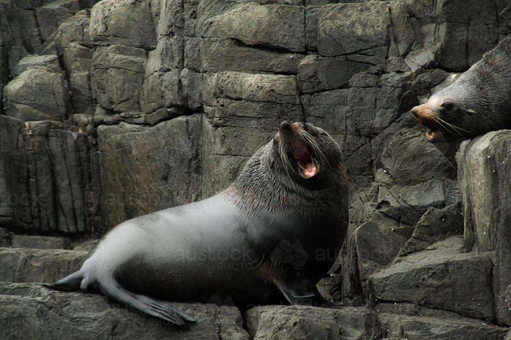 Bull seal yawning on cliffside - Australian Stock Image