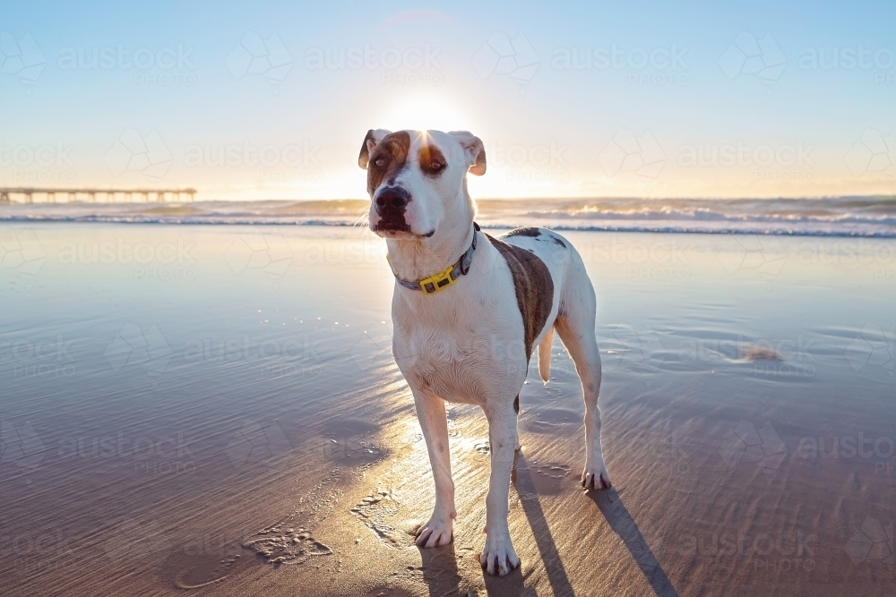 Bullarab on the surf beach at the Gold Coast - Australian Stock Image