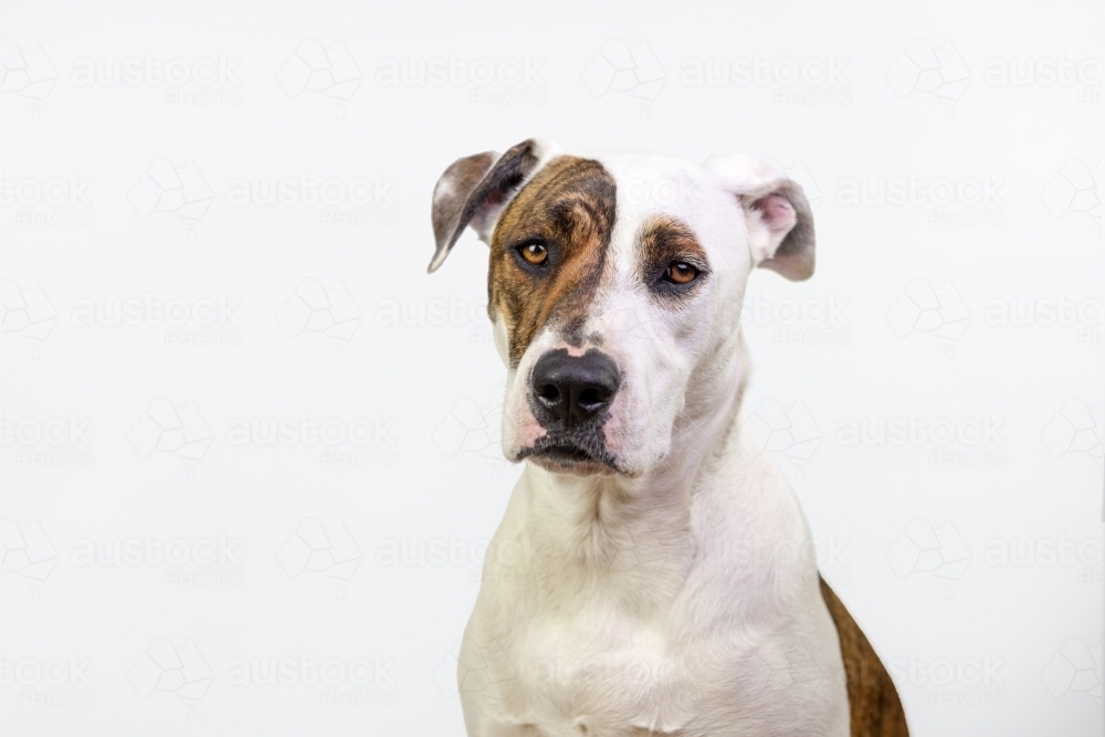 Bullarab on white studio background solo - Australian Stock Image