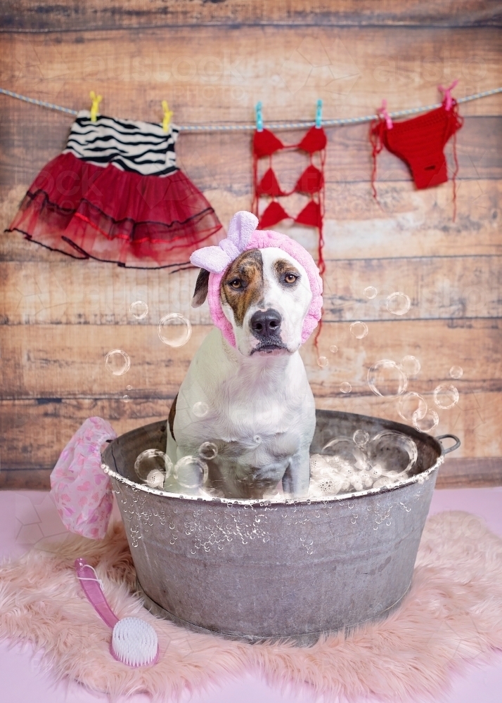 Bullarab sitting in bath with washing - Australian Stock Image