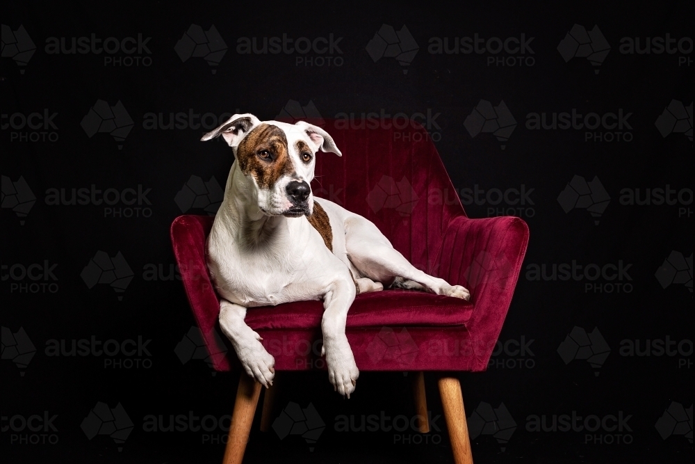 Bullarab sitting in red velvet chair in studio - Australian Stock Image