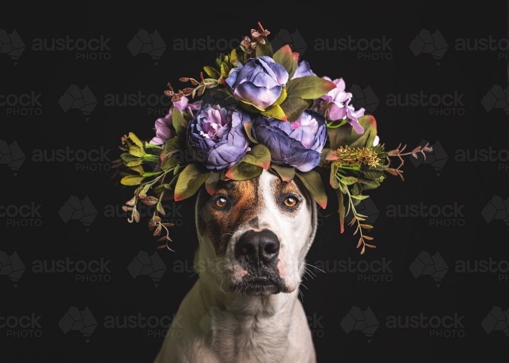 Bullarab with flower crown on black background - Australian Stock Image
