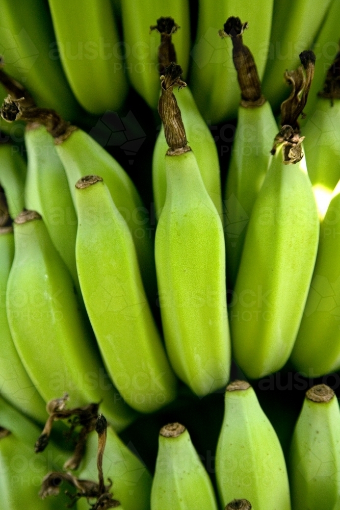 Bunch of bananas growing on a tree - Australian Stock Image