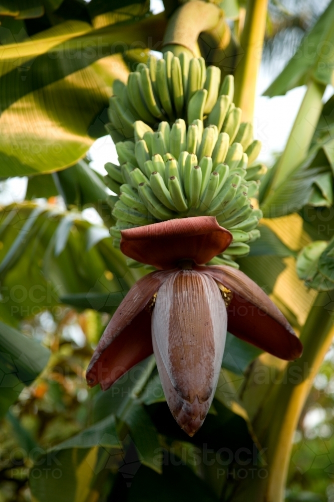 Bunch of bananas growing on a tree - Australian Stock Image