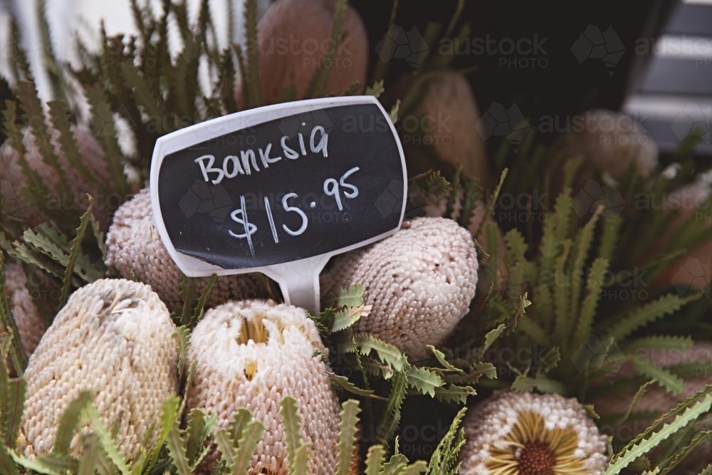 Bunch of banksia native flowers for sale - Australian Stock Image