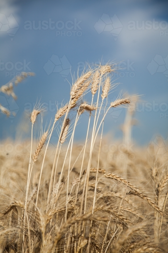 Bunch of bearded wheat growing tall above the rest of the crop - Australian Stock Image