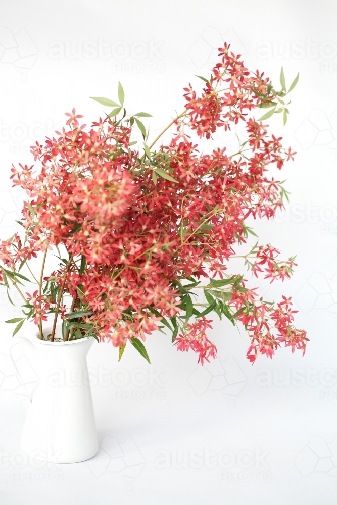 Bunch of Christmas Bush in a white vase - Australian Stock Image