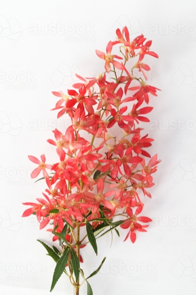 Bunch of Christmas Bush on a white background - Australian Stock Image