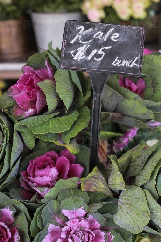 Bunch of fresh kale with pink flowers for sale at local market - Australian Stock Image