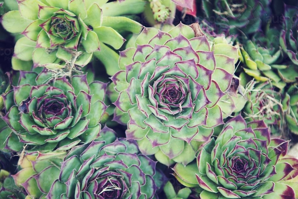 Bunch of green and purple succulents - Australian Stock Image