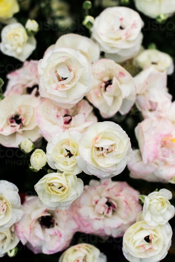 Bunch of pink and white ranunculus flowers - Australian Stock Image