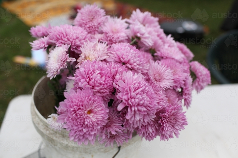 Bunch of pink chrysanthemums at a market - Australian Stock Image