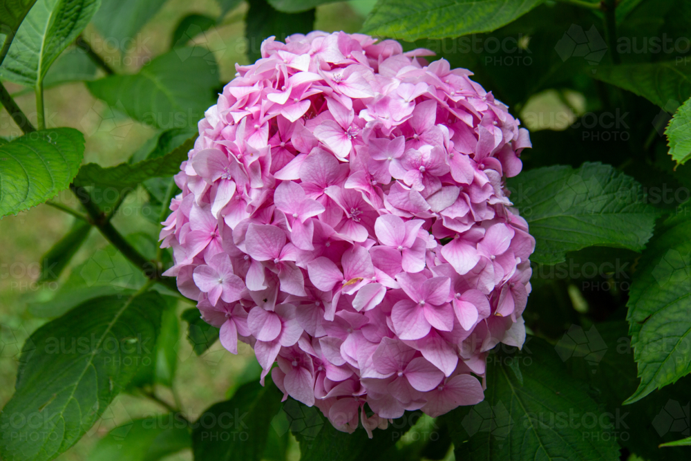 Bunch of pink hydrangea flowers growing on green leafed bush - Australian Stock Image