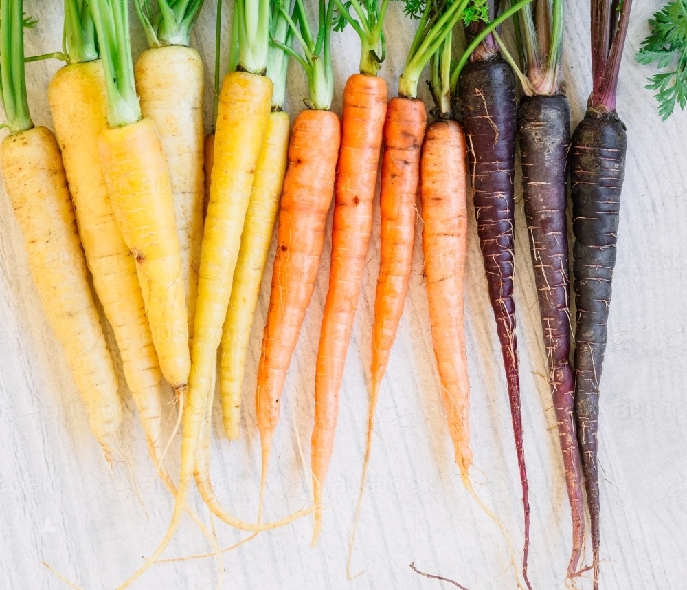 Bunch of raw heirloom carrots sorted by colour of yellow, orange and purple - Australian Stock Image