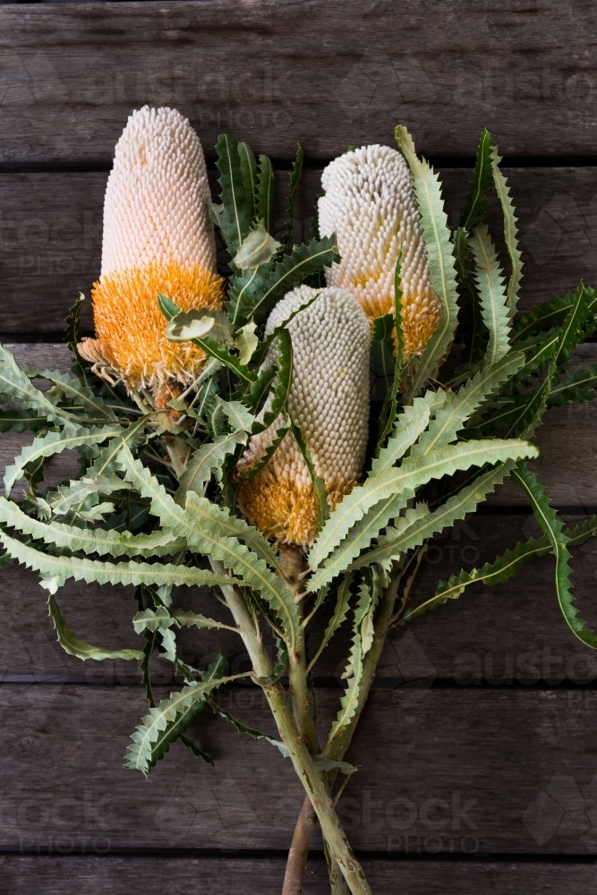 Bunch of three banksia flowers on a timber table - Australian Stock Image