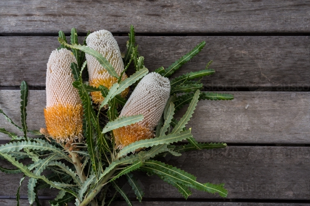Bunch of three banksia flowers on a timber table - Australian Stock Image