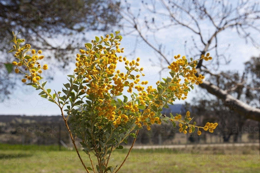 Bunch of wattle with country landscape in background - Australian Stock Image