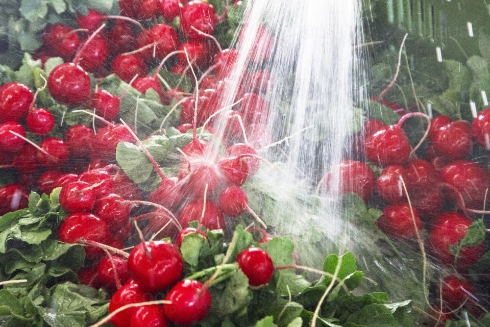 Bunches of radish are washed before being sold at the wholesale market - Australian Stock Image