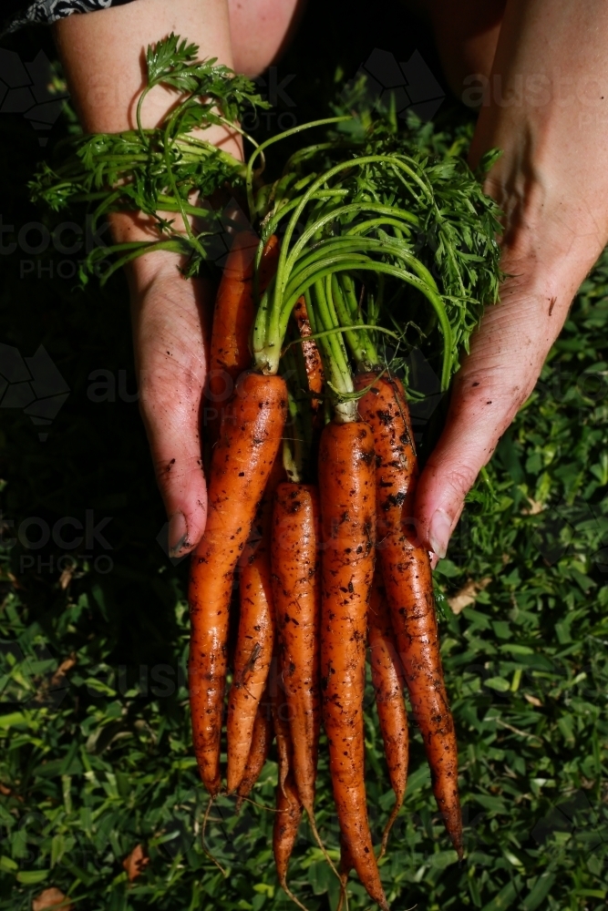 Bundle of fresh carrots in hand against grass background - Australian Stock Image
