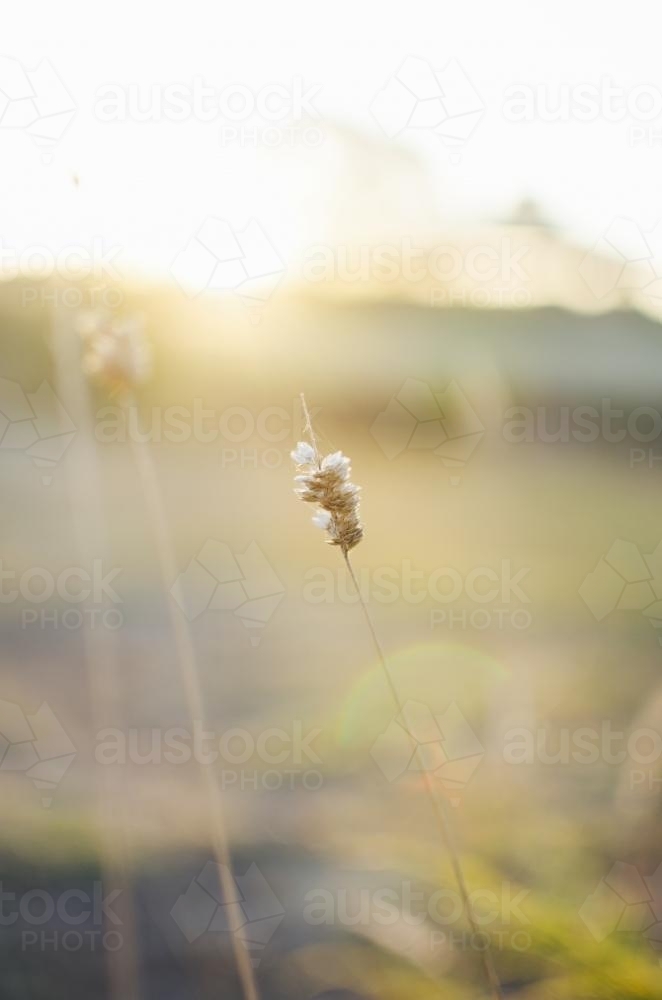 Bunny tail grass seed head in the afternoon sunlight - Australian Stock Image