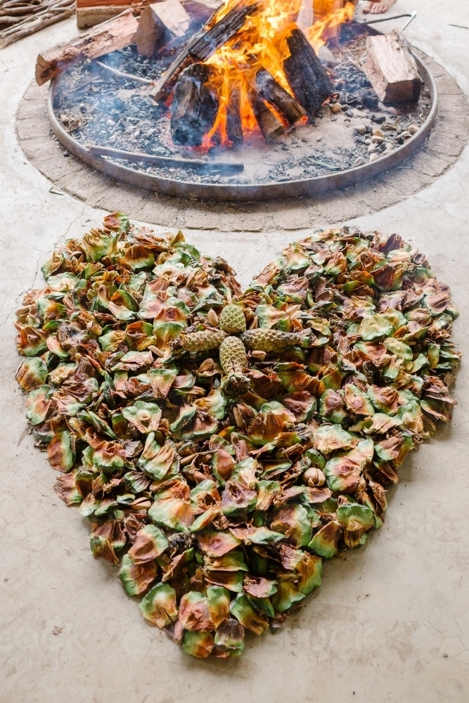 Bunya Nuts in heart shape - Australian Stock Image