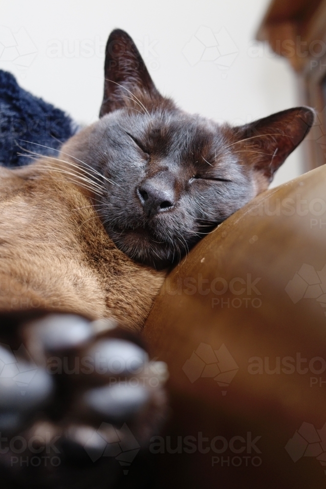 Image Of Burmese Cat On Sofa Austockphoto