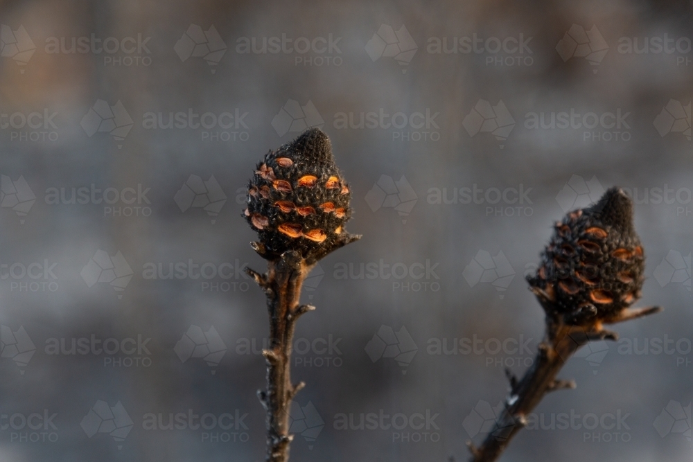 burned banksia cones with seeds ejected after a bush fire - Australian Stock Image