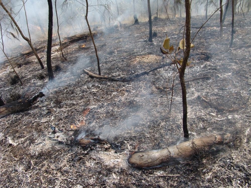 Burned out hillside after bushfire - Australian Stock Image