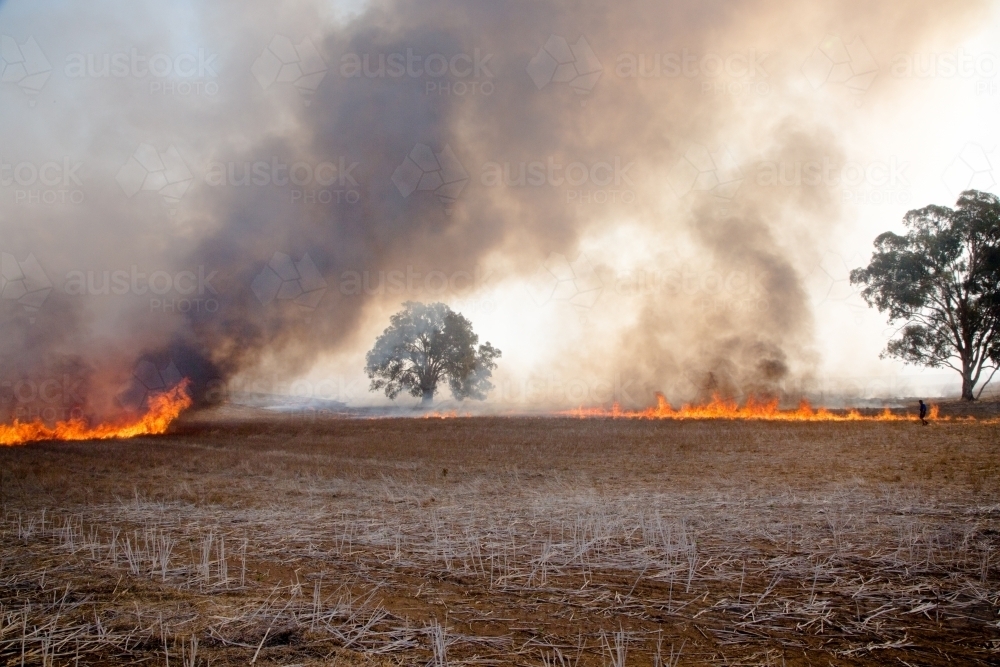 Burning canola stubble in a paddock with smoke and trees - Australian Stock Image
