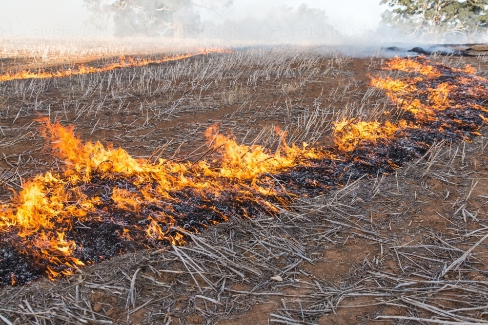 Burning canola stubble windrows - Australian Stock Image