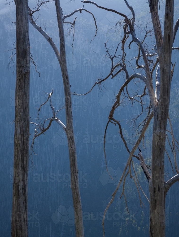 Burnt Alpine Ash trees, Victorian Alps - Australian Stock Image