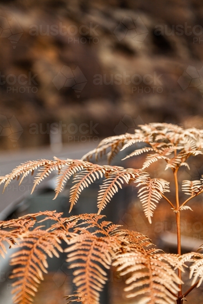 Burnt and blackened fern fronds after a bushfire came past - Australian Stock Image