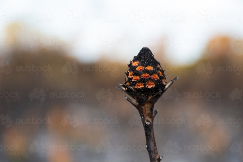 Burnt banksia nut after wildfire - Australian Stock Image
