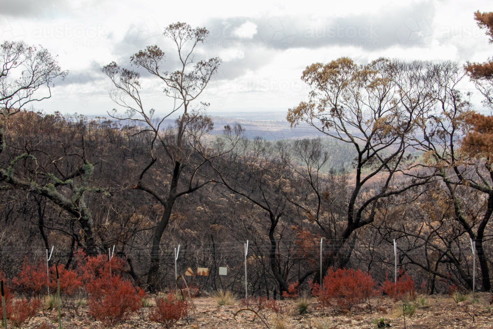 Burnt charred tree and bushland after the bushfire - Australian Stock Image