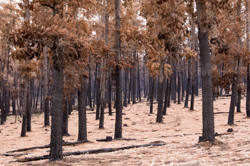 Burnt charred tree trunks after the bushfire - Australian Stock Image