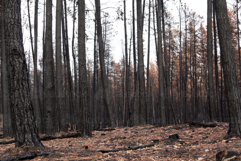 Burnt charred tree trunks after the bushfire - Australian Stock Image