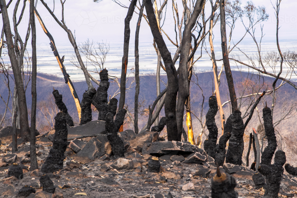 Burnt charred tree trunks and bushland after the bushfire - Australian Stock Image